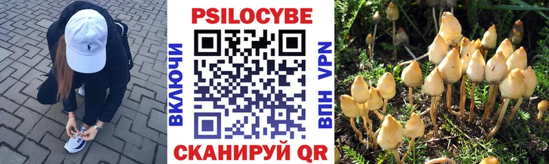 продажа наркотиков  Сухой Лог  Галлюциногенные грибы Psilocybe 